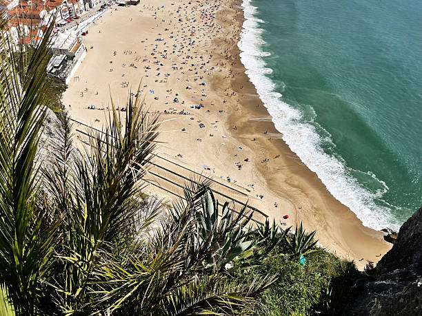 istock Panoramic view of Nazare beach with lush vegetation from a high vantage point 2212634148