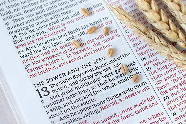 istock Wheat seeds on holy bible book 2212634200