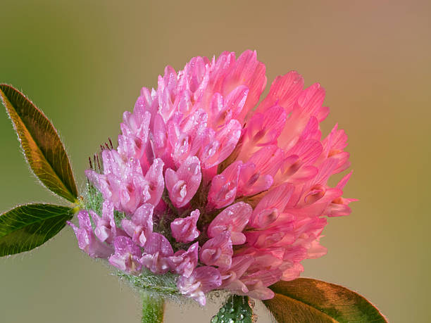Clover flower head, Trifolium pratense