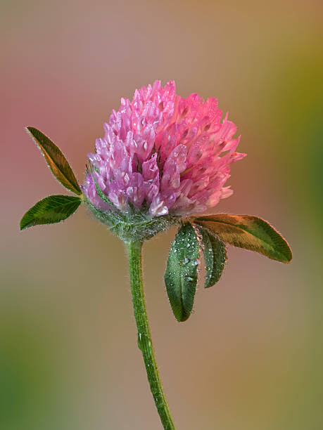 Clover flower head, Trifolium pratense
