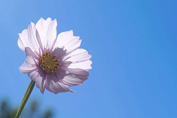 Cosmos flower under the blue sky