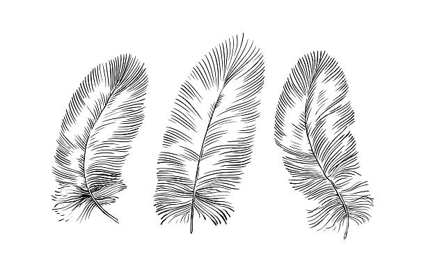 istock Feathers on white background. Hand drawn black fluffy feathers. Line and Ink sketch. Vintage style. Ethnic boho style hand drawing. ector clipart illustration. 2212636277