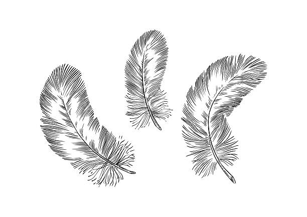 Feathers on white background. Hand drawn black fluffy feathers. Line and Ink sketch. Vintage style. Ethnic boho style hand drawing. ector clipart illustration