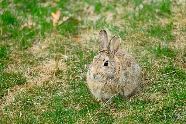 istock Rabbit camoflauged in spring grass 2212641484