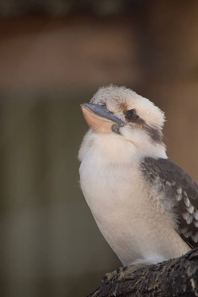 the laughing kookaburra has an off-white head, which is marked by a distinctive dark brown stripe which runs around each eye and along the centre of the head.