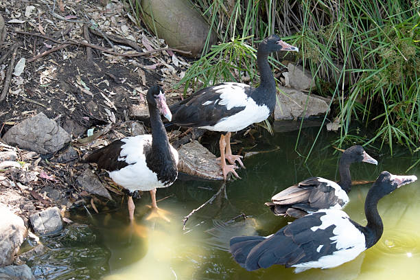 istock the magpie geese are around the water hole 2212644164