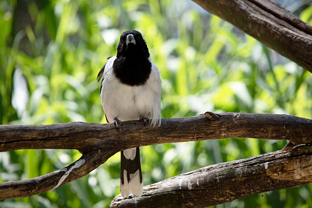 the pied butcher bird is black and white