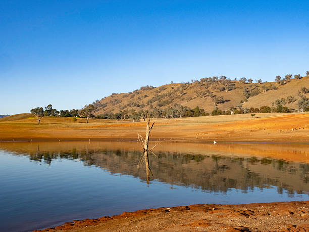 Morning light on the ground and dead trees exposed by a very empty Lake Hume