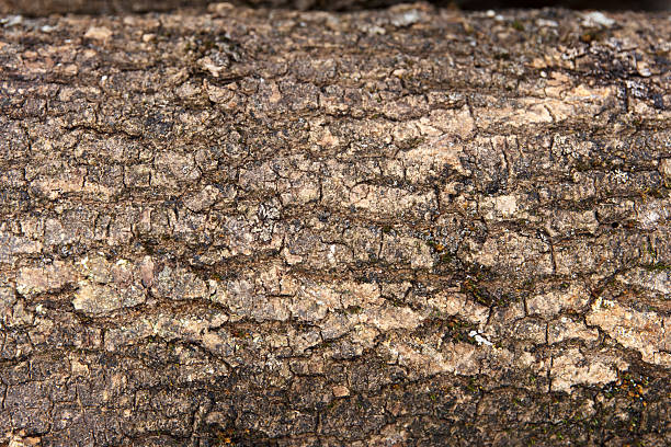 istock Close-up of rough tree bark texture with cracks and moss 2212646419