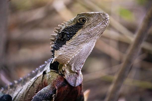 istock An Eastern Water Dragon (Intellagama lesueurii) stands proudly amidst leaf litter in a forest 2212649526