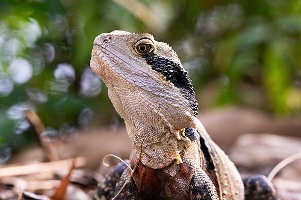 istock An Eastern Water Dragon (Intellagama lesueurii) stands proudly amidst leaf litter in a forest 2212649528