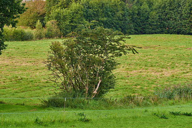 A tranquil countryside view showcasing a single tree positioned in a lush grassy meadow, set against a backdrop of verdant foliage in Denmark. The scene captures the essence of natural beauty.