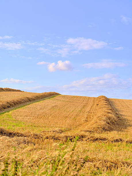 Golden wheat field captured in Denmark during a calm summer day. Parallel rows of processed hay run across the expansive landscape, with the blue sky scattered with light clouds adding contrast.