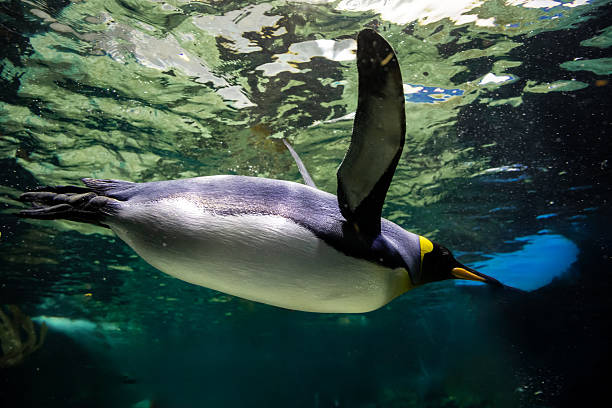 istock A magnificent king penguin (Aptenodytes patagonicus) glides effortlessly underwater, with the shimmering surface above and the deep blue depths below 2212649802