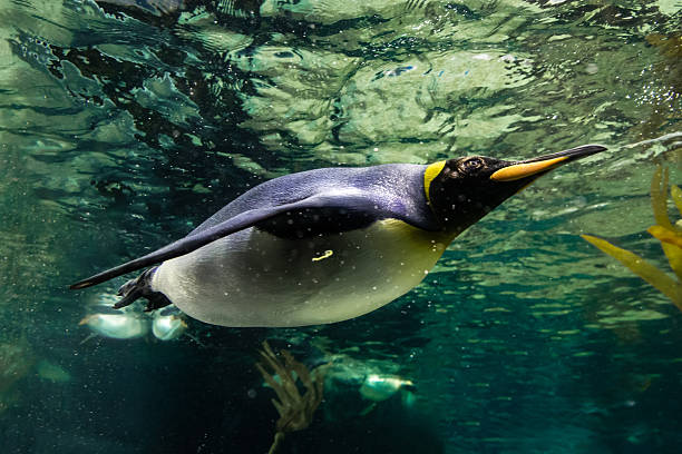 istock A magnificent king penguin (Aptenodytes patagonicus) glides effortlessly underwater, with the shimmering surface above and the deep blue depths below 2212649803
