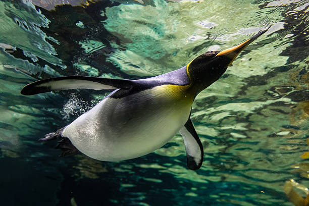 istock A magnificent king penguin (Aptenodytes patagonicus) glides effortlessly underwater, with the shimmering surface above and the deep blue depths below 2212649805