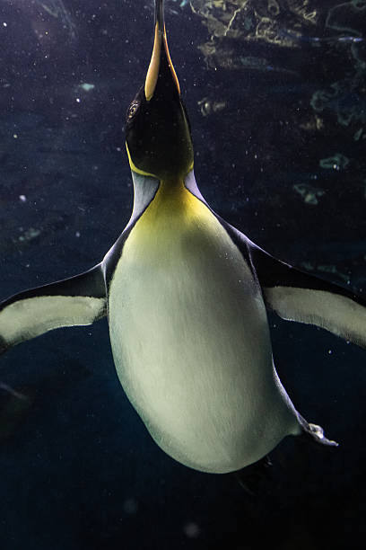 istock A magnificent king penguin (Aptenodytes patagonicus) glides effortlessly underwater, with the shimmering surface above and the deep blue depths below 2212649809
