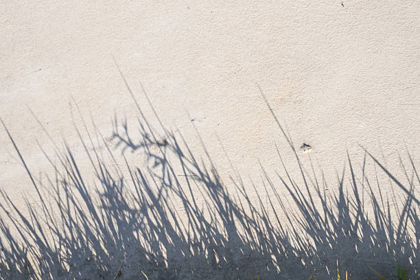 grass grows through asphalt in the city