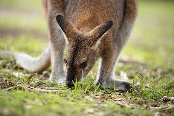A cute and gentle wallaby (Macropus rufogriseus) sits in a peaceful forest clearing, delicately chewing on fresh grass. Sunlight filters through the surrounding eucalyptus trees, around sunset.