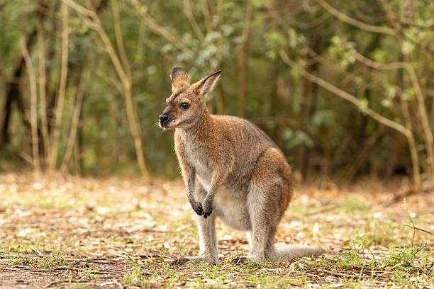 There are two sub-species of Yellow-footed Rock–wallabies. Petrogale xanthopos xanthopos inhabit the dry, semi-arid rocky regions of South Australia’s Flinders, Gawler and Willouran Ranges and the Olary Hills. Small, isolated populations can also be found in western New South Wales. Petrogale xanthopos celeris occurs in Queensland.