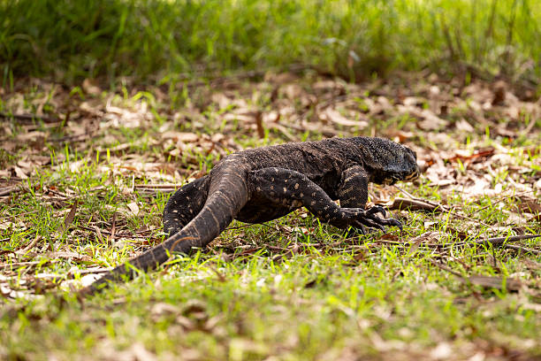 A goanna (Varanus varius) moves slowly across the dry earth of the Australian bush,