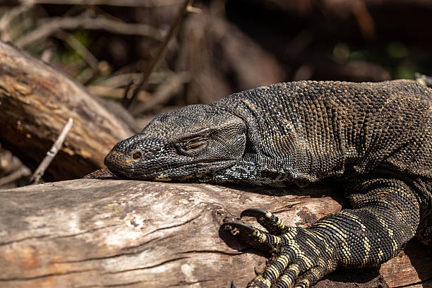 istock A powerful goanna (Varanus varius) rests on a log an Australian bush setting, its long claws and forked tongue sitting on rugged terrain 2212649880