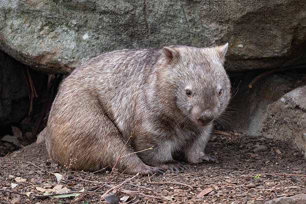 istock A charming wombat (Vombatus ursinus) rests in a rocky clearing within an Australian forest, its sturdy body covered in thick fur as it curiously surveys its surroundings 2212649882