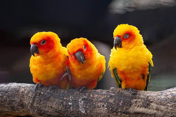 istock Three vibrant sun conures (Aratinga solstitialis) perch closely together on a branch, gently preening each other with their beaks 2212649890