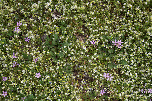 Top-down view of a vibrant carpet of wild vegetation dotted with tiny white blossoms and scattered purple wildflowers. The dense green texture and floral variety capture the richness and spontaneity of untouched spring growth in nature.