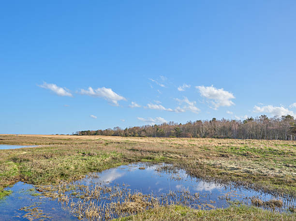 istock Serene Landscape with Wetlands Under a Clear Blue Sky in Spring 2212650251