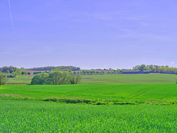 istock Scenic Countryside View with Lush Green Fields and Trees Under a Clear Sky in Denmark 2212650266