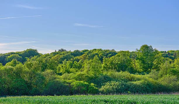 istock Lush green forest in Denmark under a clear summer sky 2212650268