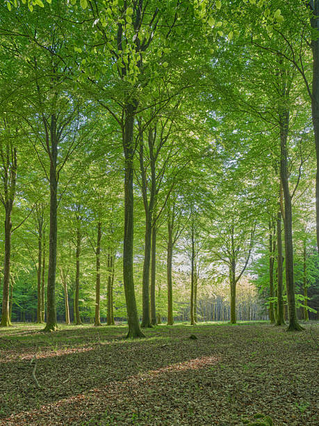 istock Beauty in nature envelops a serene forest in Denmark, illuminated by radiant sunlight sparkling through lush green foliage, creating a tranquil canopy of trees. 2212650290