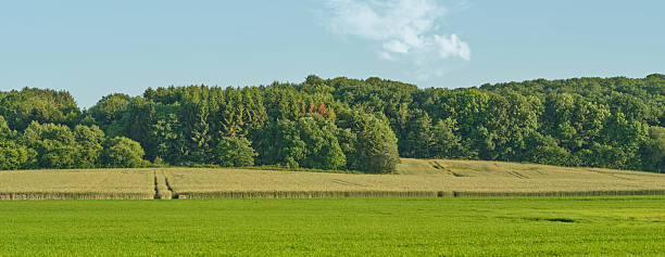 A beautiful countryside scene in Denmark showcasing verdant green fields stretching towards a dense forest. The clear blue sky and soft lighting create a tranquil and peaceful setting, embodying the charm of rural landscapes.