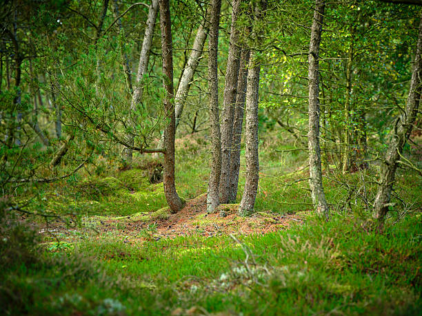 Old tree with moss