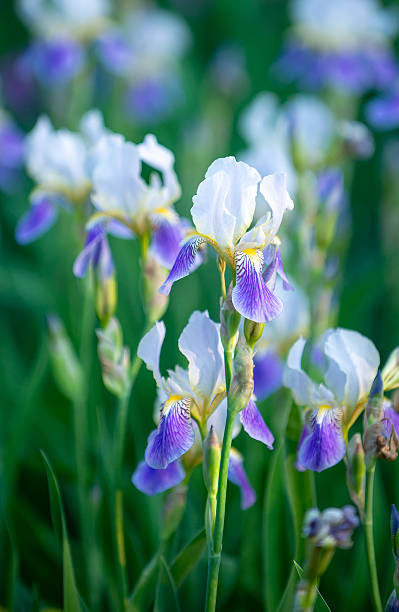 istock Sweet Iris in the Morning Light 2212651580