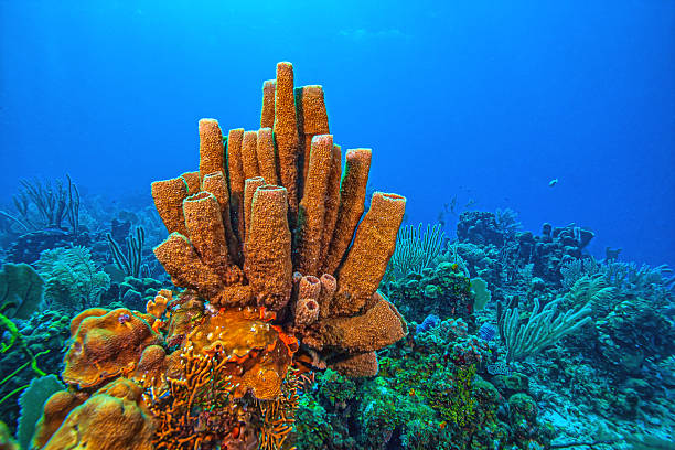 istock Caribbean coral garden, Bonaire 2212653199