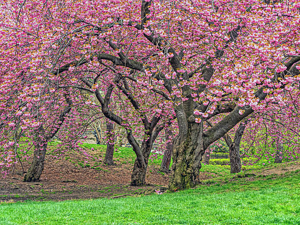 istock Central Park in spring, early morning 2212653222