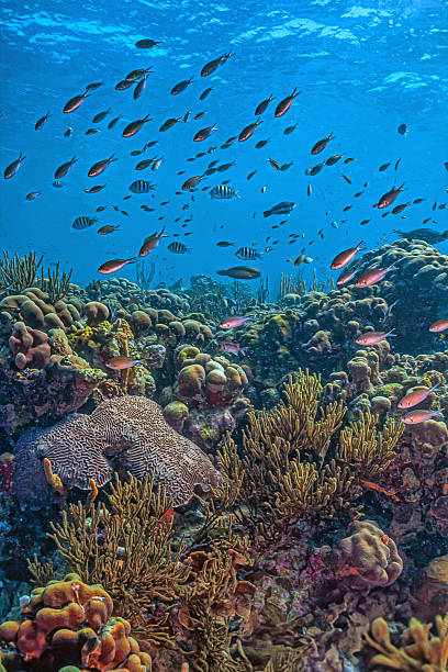 istock Caribbean coral garden, Bonaire 2212653262