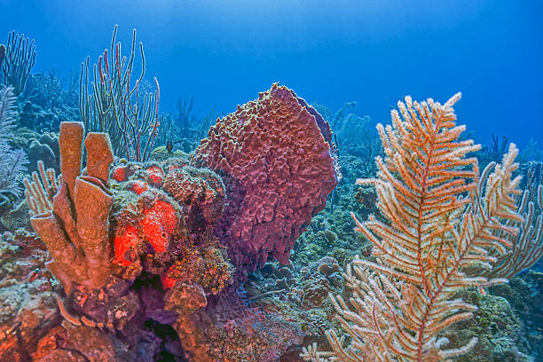 istock Caribbean coral garden, Bonaire 2212653286