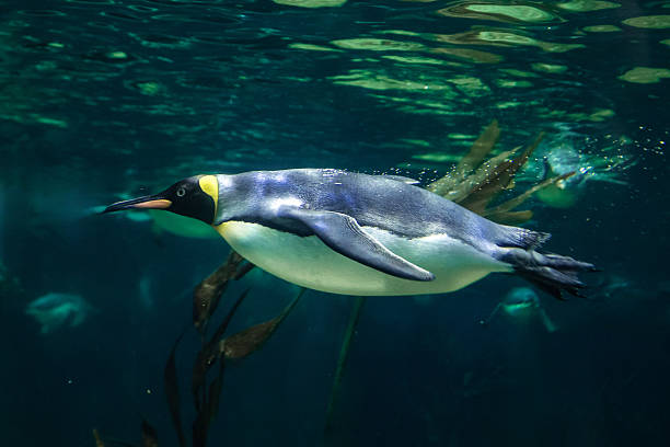 istock A magnificent king penguin (Aptenodytes patagonicus) glides effortlessly underwater, with the shimmering surface above and the deep blue depths below 2212657577