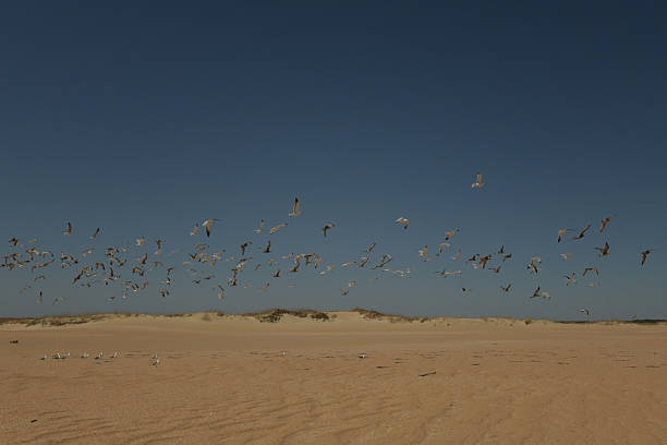 Flock of seagulls migrating Cape Hatteras National Seashore in Avon, North Carolina, United States
