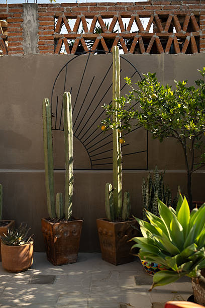 istock Sunlit Cacti and Citrus Tree by Decorative Wall 2212661497
