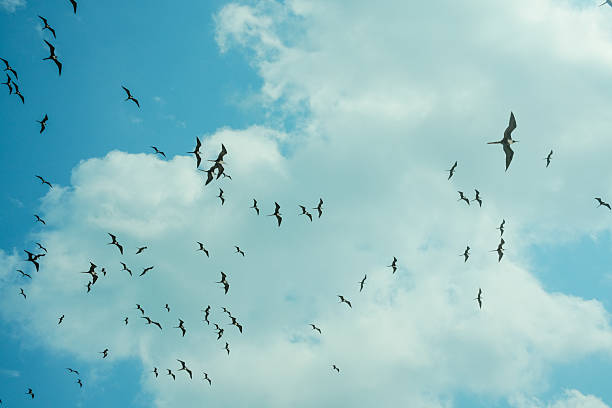 istock Flight in Formation in Mexican Sky 2212661506