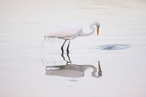 istock Great Heron Fishing in a Pond 2212661587