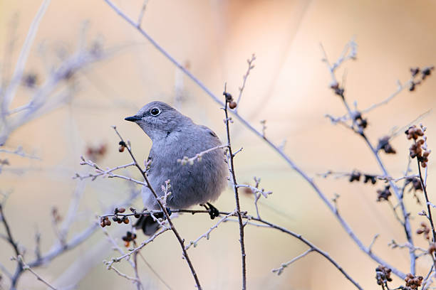 istock Townsend's Solitaire on a Branch 2212661605