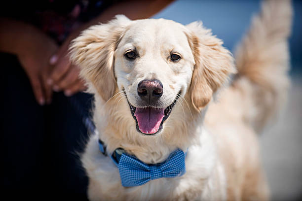istock Smiling Golden Retriever in a Blue Bow Tie on a Sunny Day 2212661780