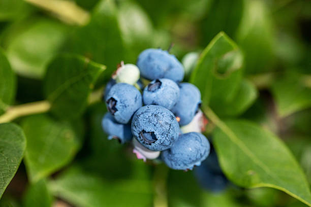 istock Blueberries on a background of green leaves 2212661834