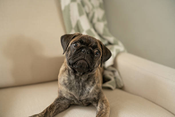 istock Brindle pug puppy tilting head while sitting on beige chair. 2212661924