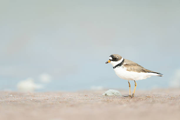 istock Close-Up of a Semipalmated Plover on a Sandy Beach 2212661999
